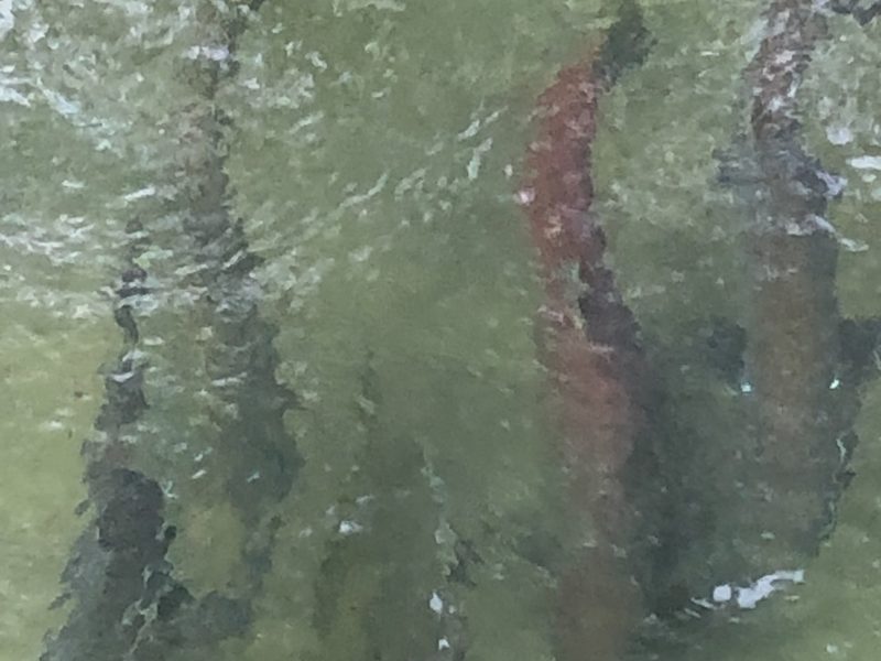 Coyote Breaks the Fish Dam