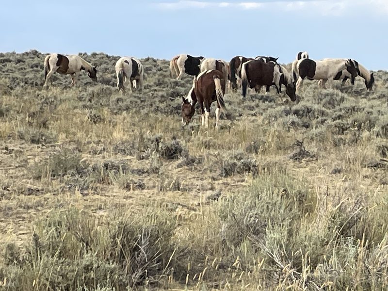 Nimi’ipuu History in the Wallowa